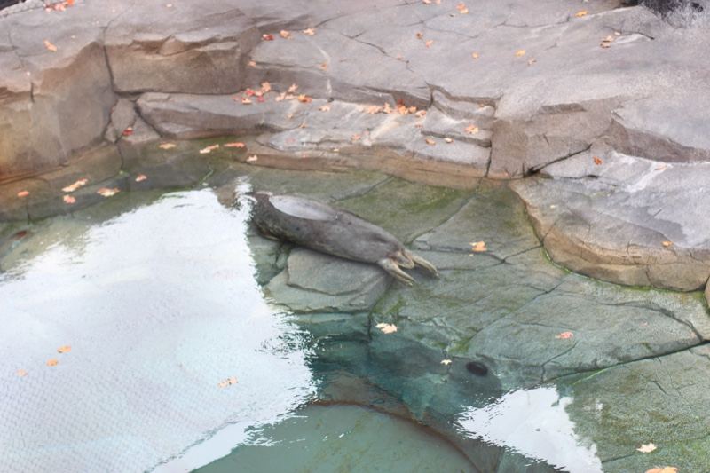Seal resting in rocky pool
