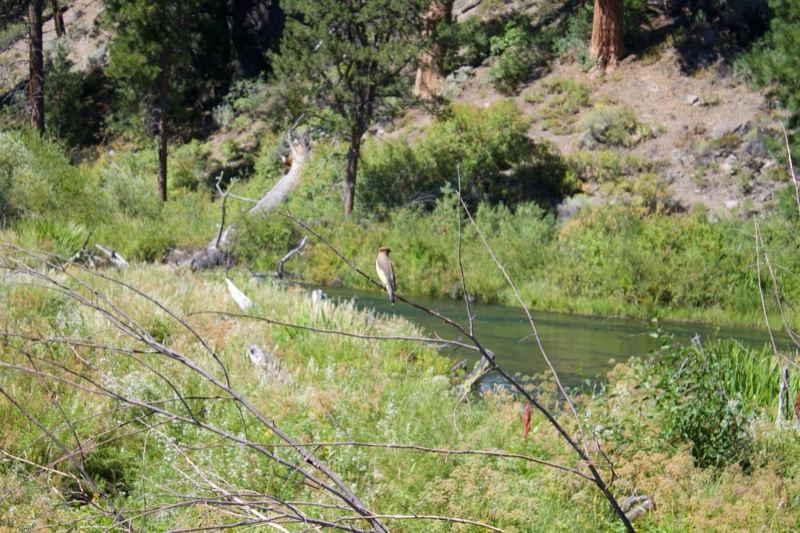 Riverbank Meadow with Trees and Hillside