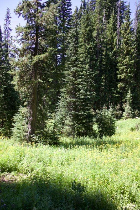 Sunlit Conifer Forest Meadow