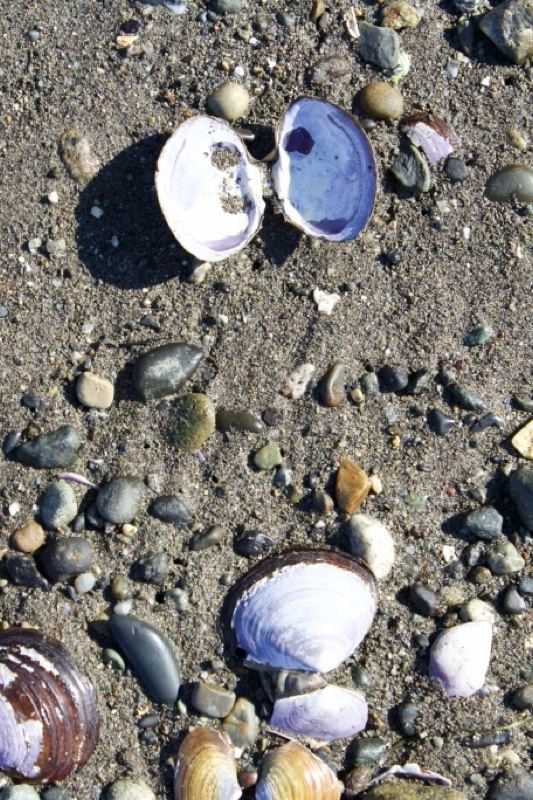 Open Clam Shells on Pebble Beach