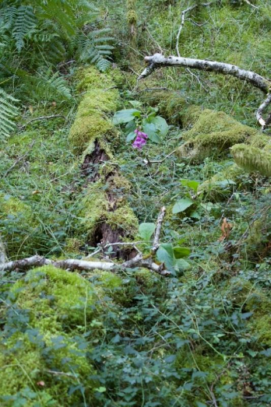 Mossy Forest Floor With Purple Orchid