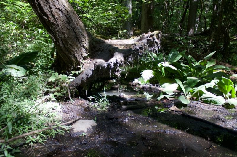 Fallen Tree in Shaded Forest Stream