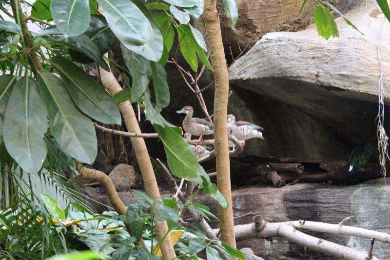 Bird Hidden Behind Rocks in Foliage