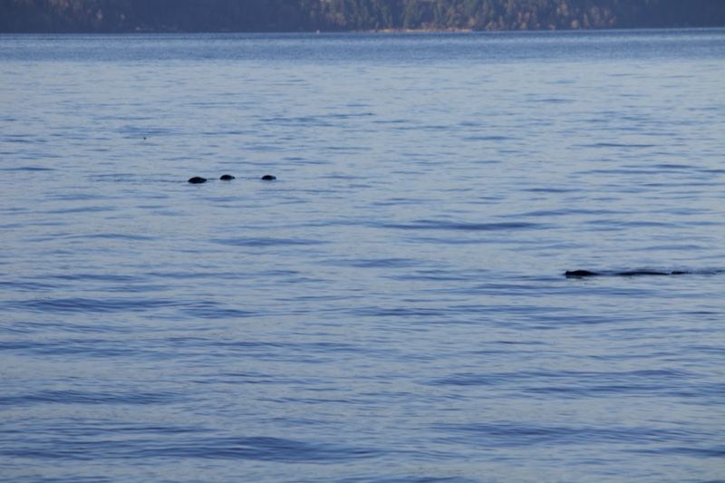 Animals Swimming on Calm Lake