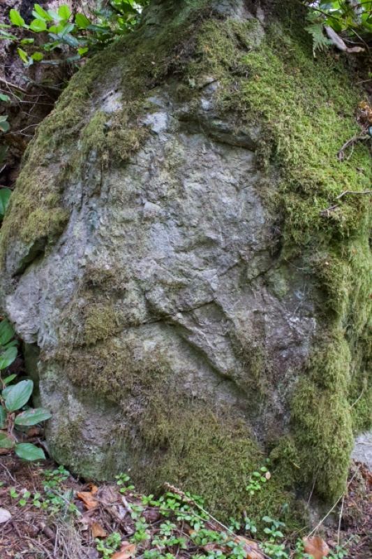Moss-Covered Boulder in Forest