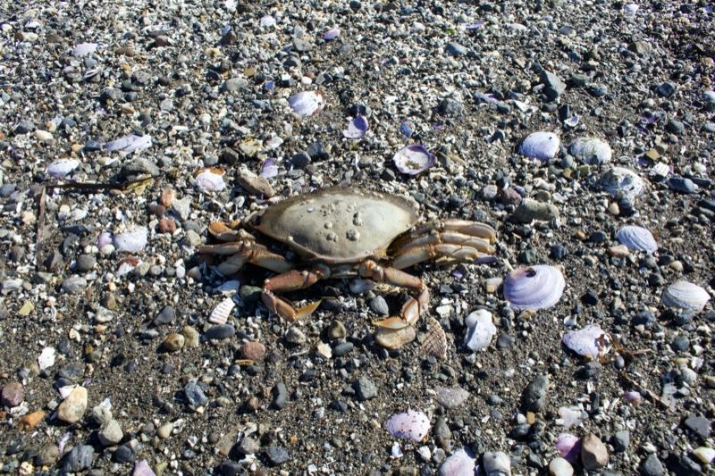 Crab on Pebble Beach Shore