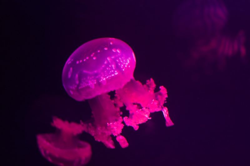 Pink Jellyfish Glowing Underwater