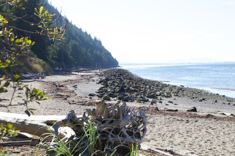 Coastal Beach With Driftwood And Hillside