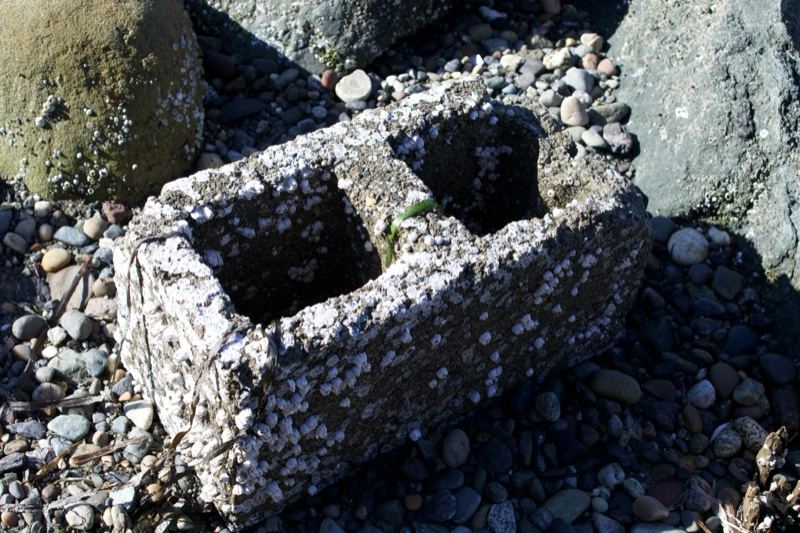 Barnacle Encrusted Concrete Block Beach