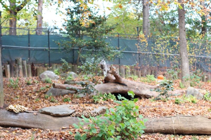 Zoo Enclosure With Logs And Foliage