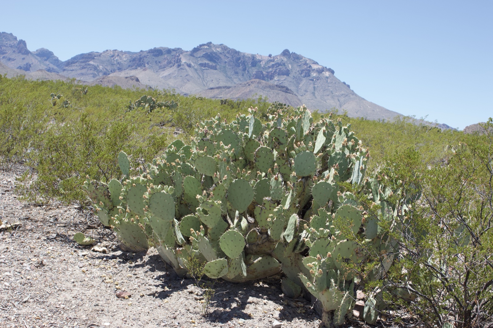 Prickly Pear Cactus Desert Landscape