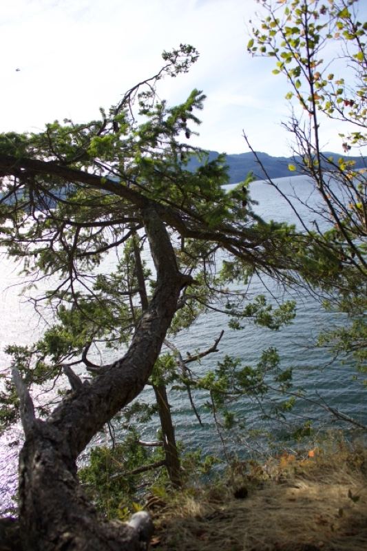 Twisted Pine Overlooking Coastal Water