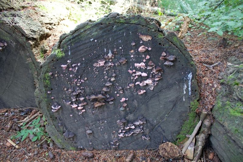 Fallen Tree Stump with Mushrooms
