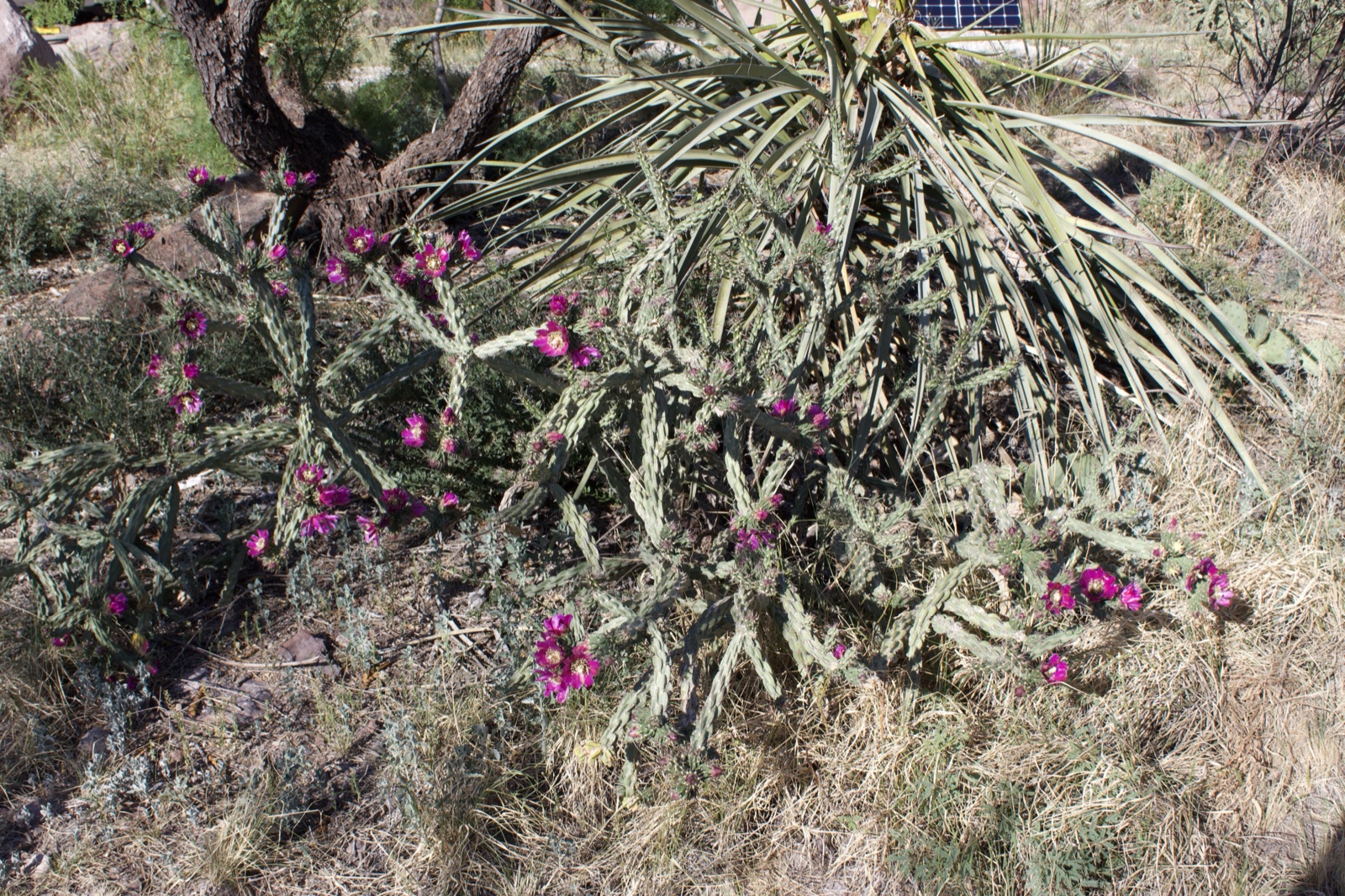 Blooming Cholla Cactus in Desert