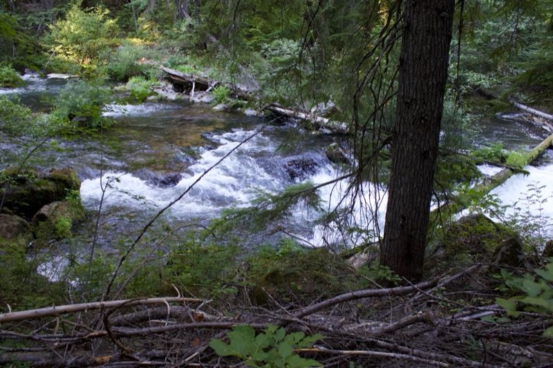 Forest River Rapids Through Woodland