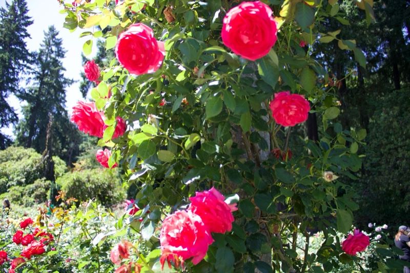 Vibrant Pink Roses in Garden