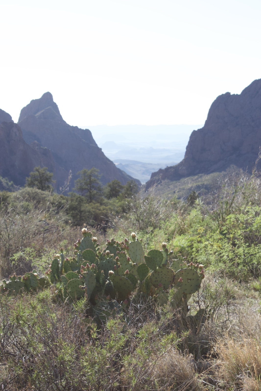 Prickly Pear Cactus Desert Mountains