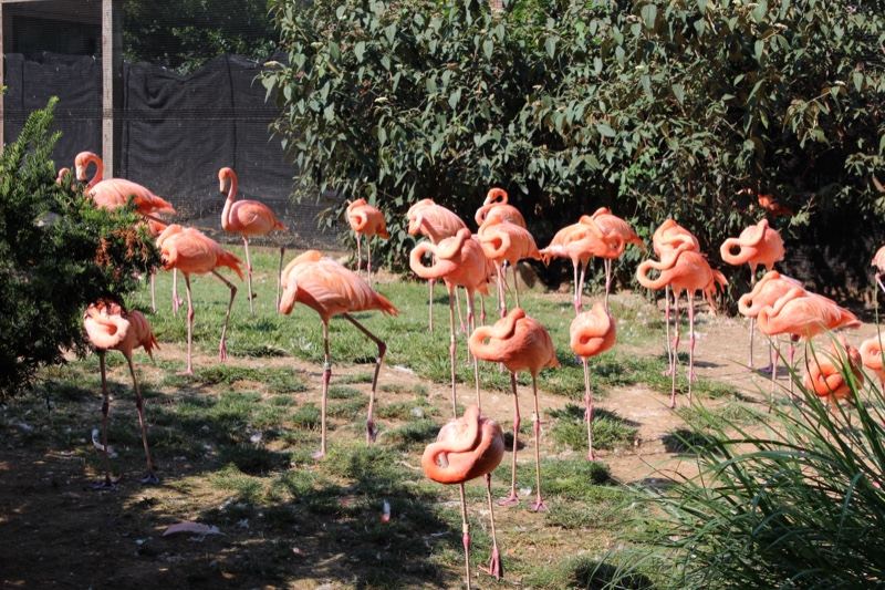Pink Flamingos in Grassy Enclosure