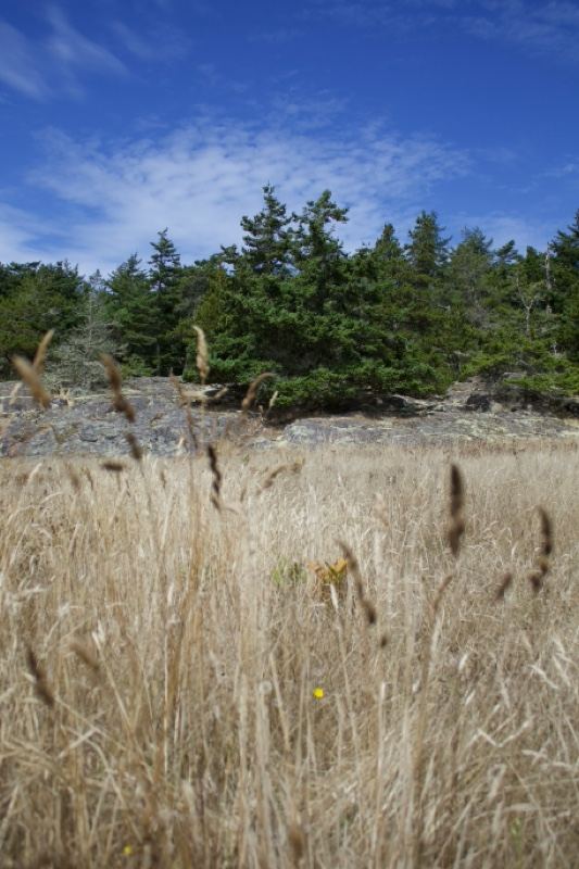 Dry Grass Field With Evergreen Trees