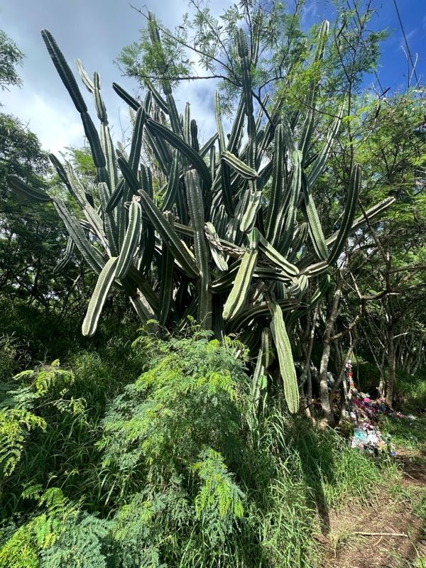 Tall Columnar Cactus in Tropical Vegetation