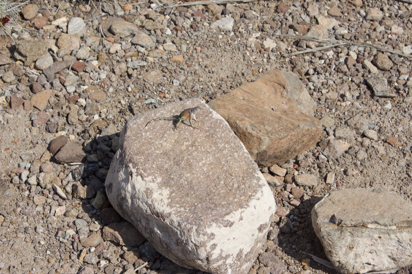 Insect on Rock in Arid Ground