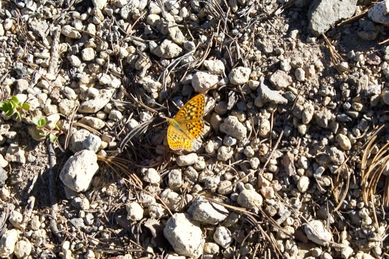 Orange Butterfly on Rocky Ground