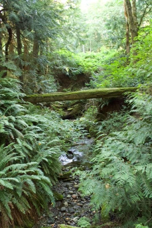 Ferns and Creek in Lush Forest