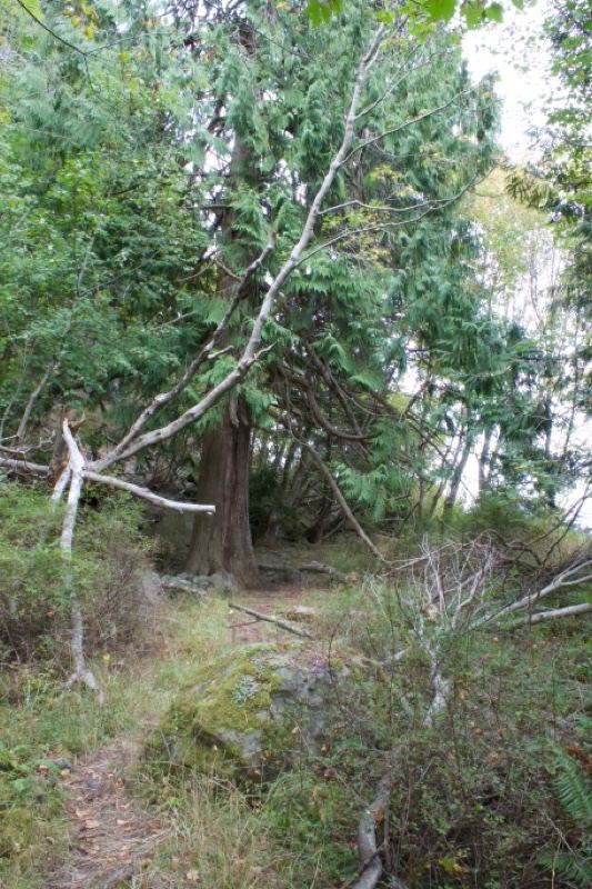 Forest Trail Through Dense Woodland
