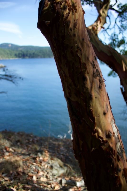 Madrona Tree Trunk Overlooking Coast