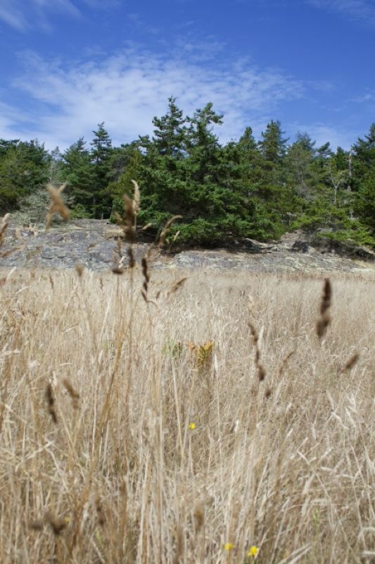 Dry Grass Field With Evergreen Trees