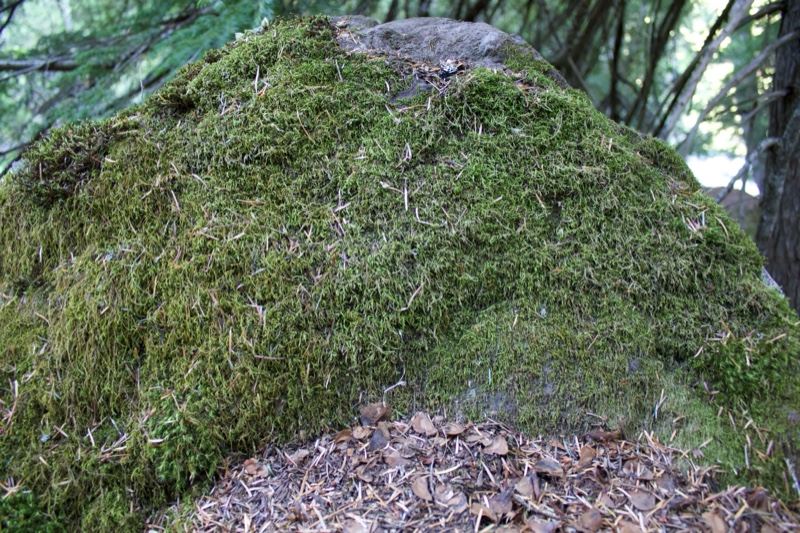 Moss Covered Boulder in Forest