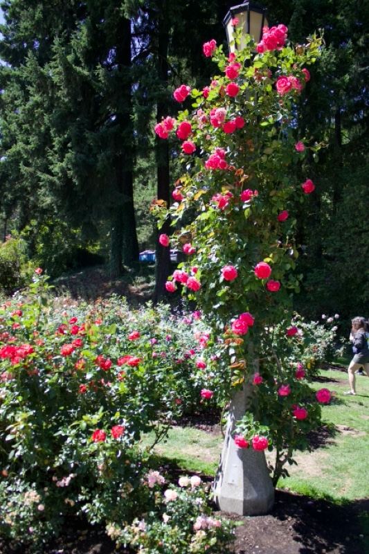 Pink Climbing Roses on Garden Lamp