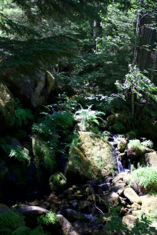 Forest Stream Mossy Rocks Sunlight