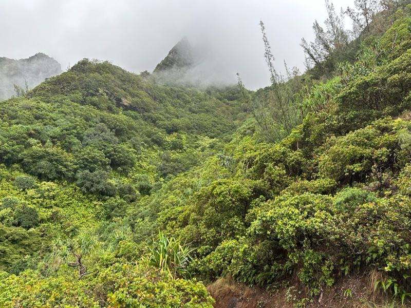 Misty Lush Mountain Valley