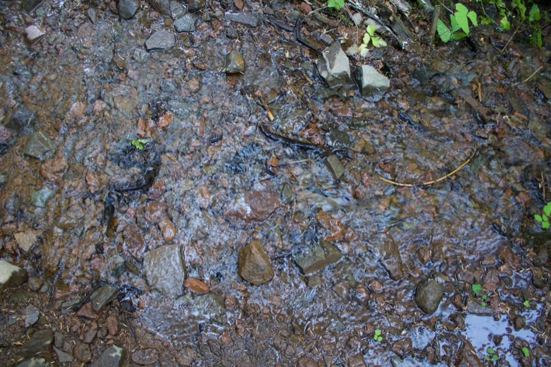 Wet Muddy Streambed With Rocks Close Up