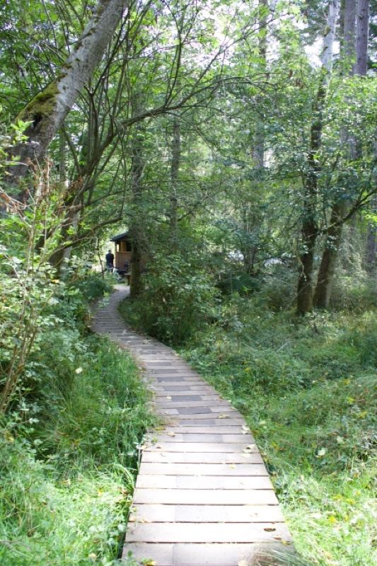 Wooden Boardwalk Through Lush Forest