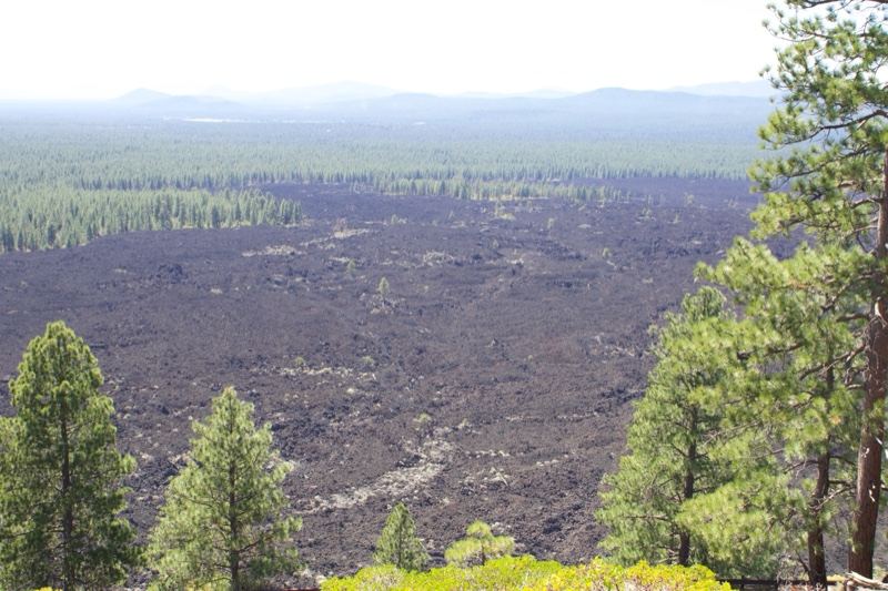 Volcanic Lava Field With Pine Trees