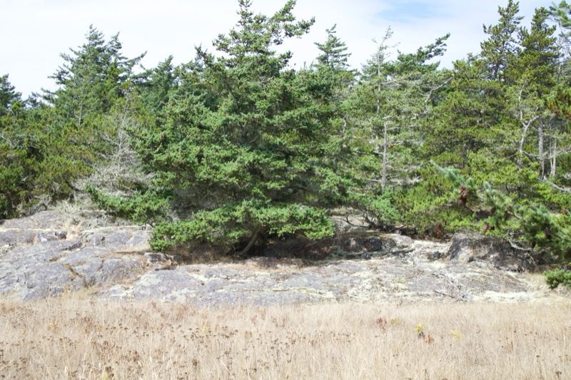 Conifer Trees on Rocky Coastal Ground