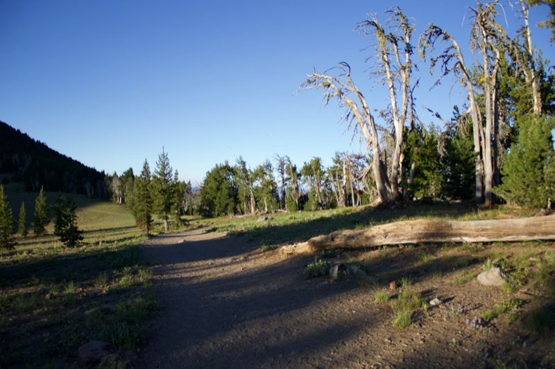 Sunlit Forest Trail With Dead Snags
