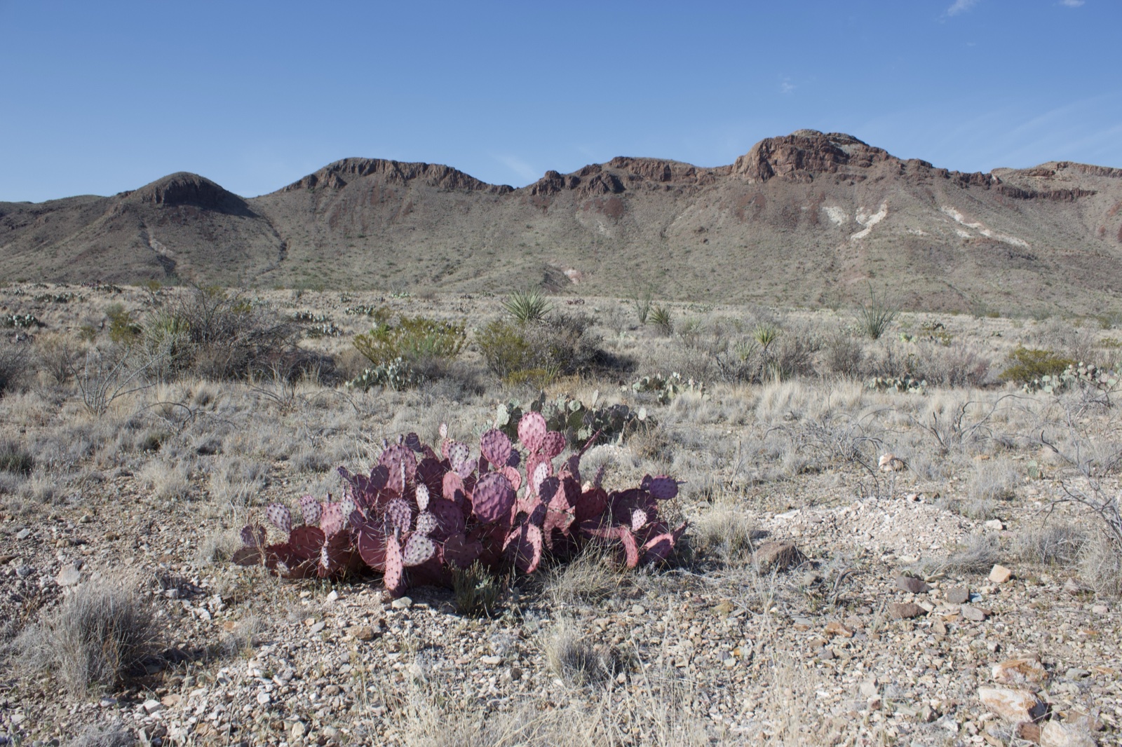 Purple Prickly Pear in Desert Landscape