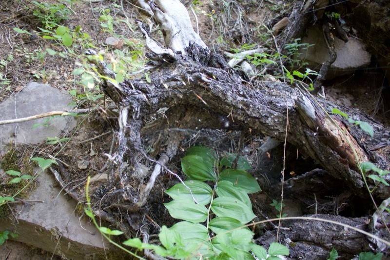 Fallen Tree Root With Green Leaves