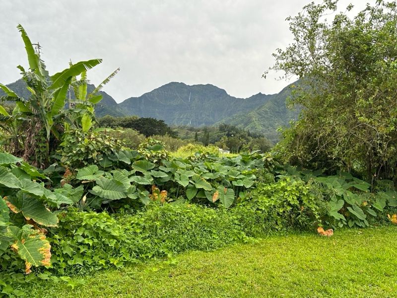Lush Tropical Garden With Mountains