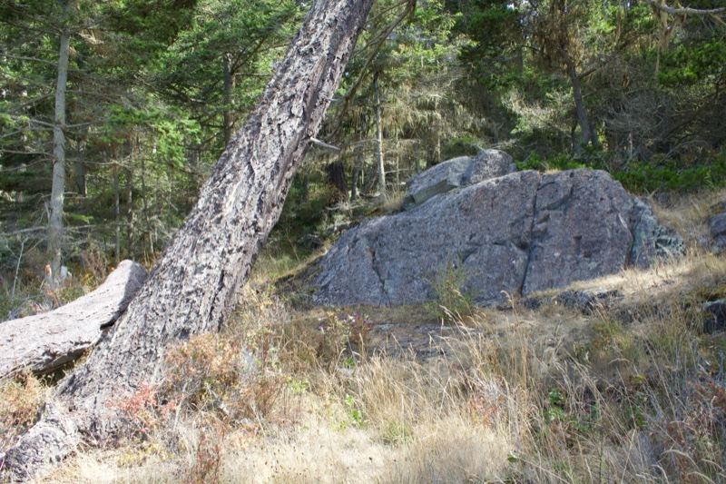 Leaning Pine Tree Beside Rock
