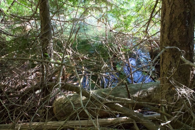 Dense Forest Undergrowth With Glimpse Of Water