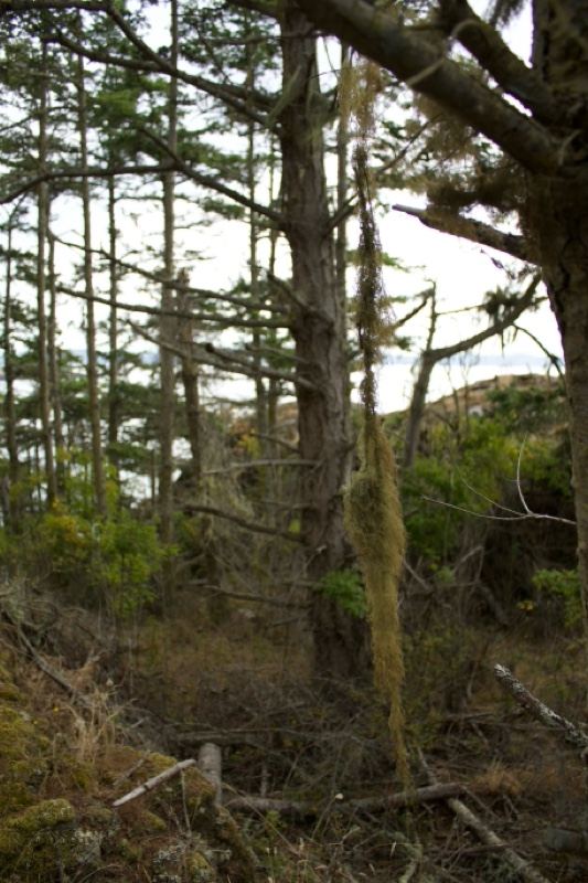 Coastal conifer forest with hanging moss