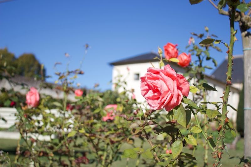 Pink Roses Blooming Before White Building