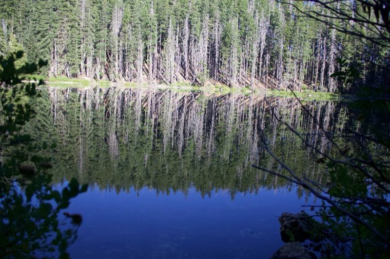 Forest Reflection in Calm Lake