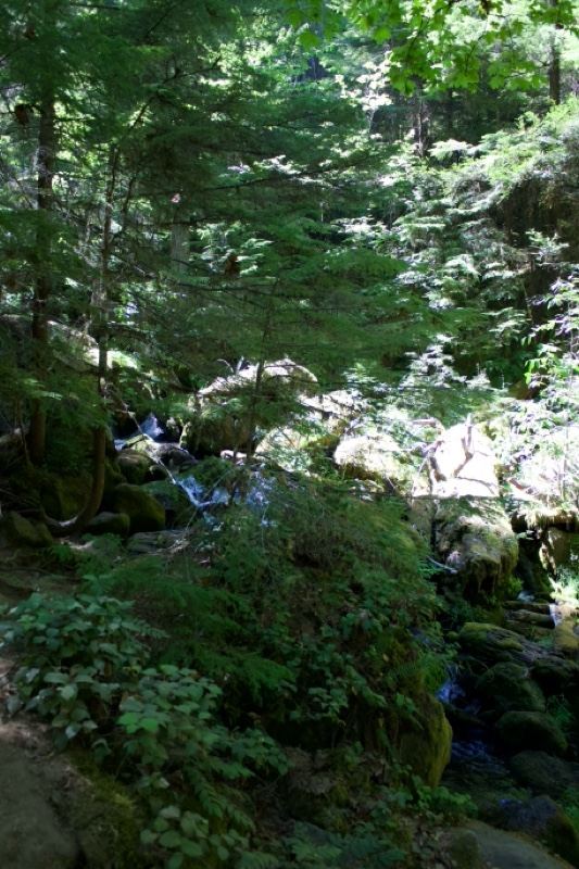 Sunlit Forest Stream Mossy Rocks