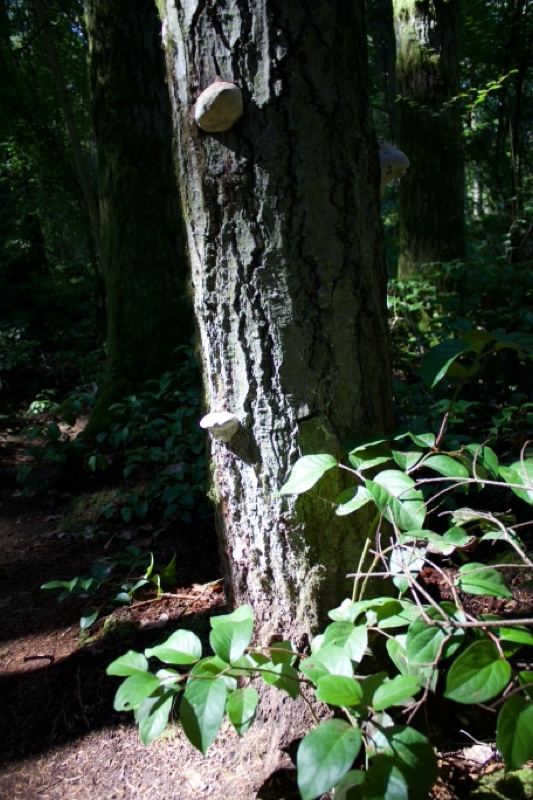 Shelf Fungi on Tree Trunk in Forest