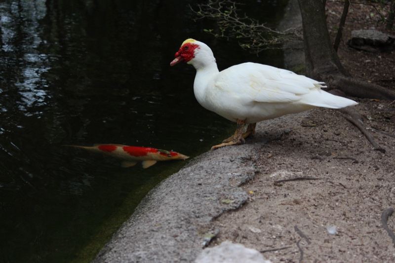 White Muscovy Duck by Pond